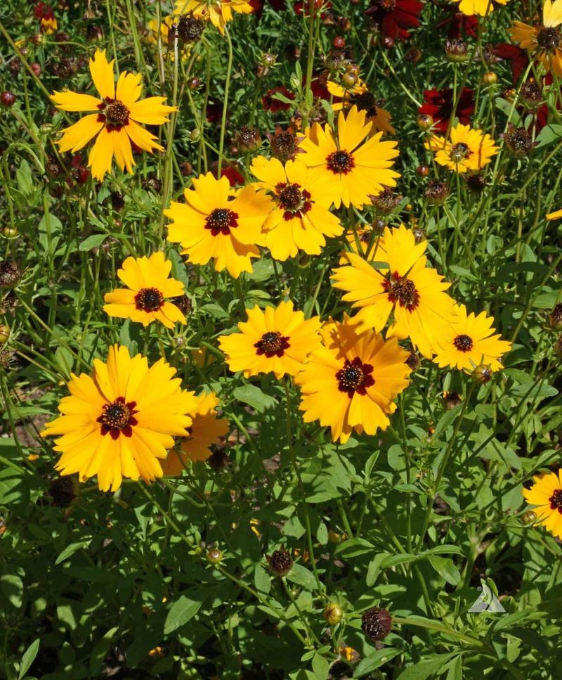 Coreopsis