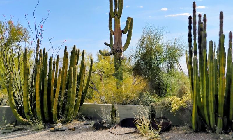 Organ Pipe Cactus National Monument - Ajo, Arizona