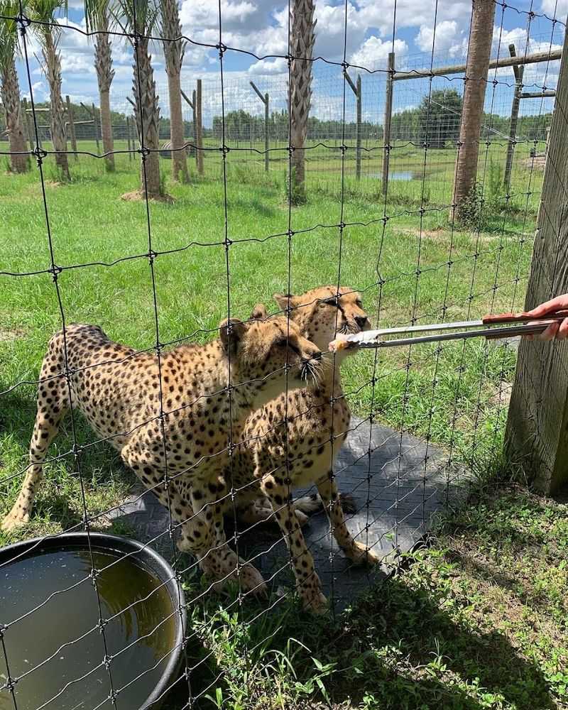 Cheetahs That Are Beautiful, Sassy, and Unforgettable