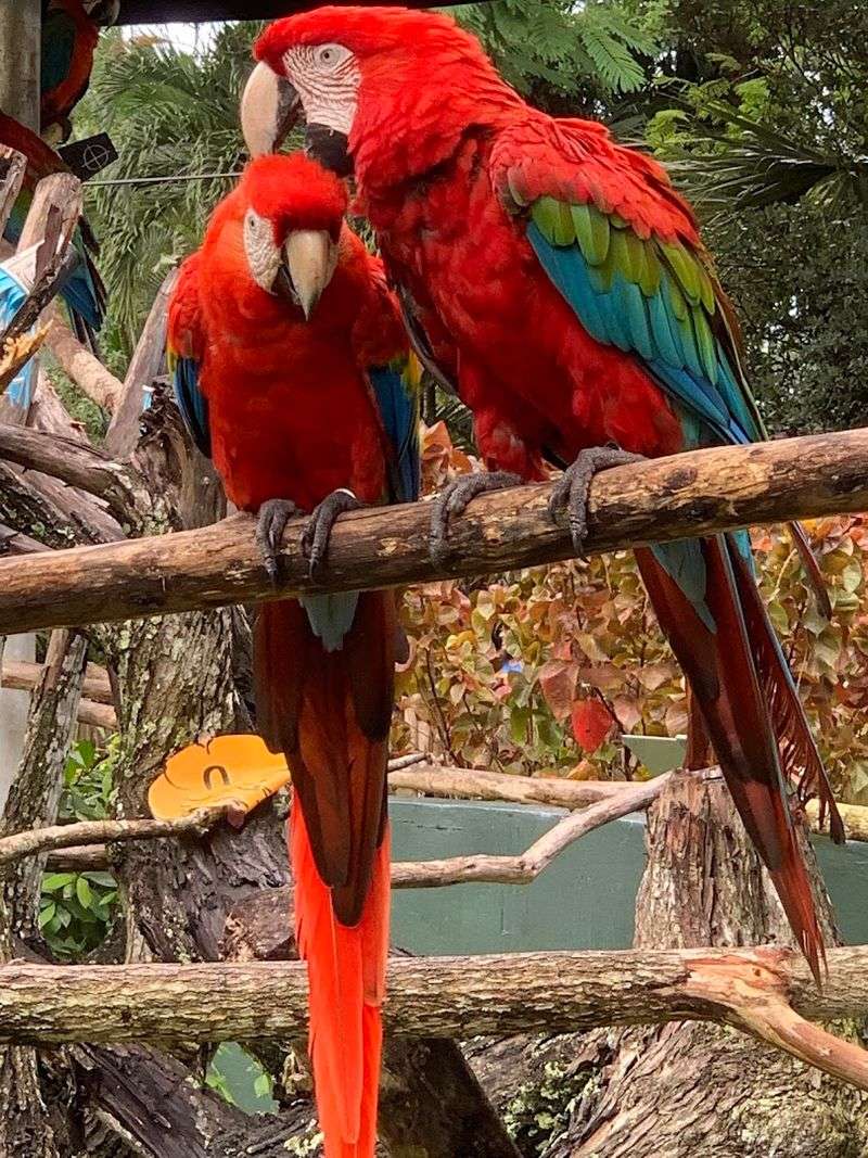 Lorikeet Feeding Aviary