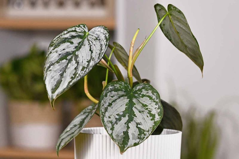 Florida Plants That Do Well in the Shade Without Much Attention 11 Philodendron