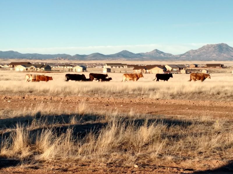 Chino Valley - Chino Valley, Arizona