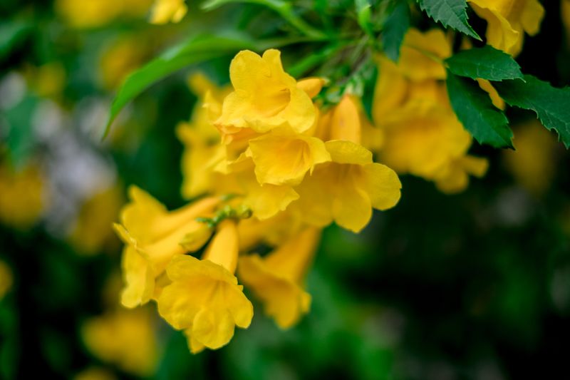 Yellow Bells