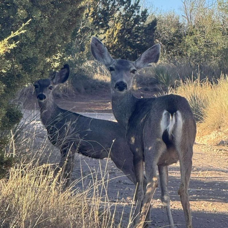 Wildlife Encounters That Catch You Off Guard