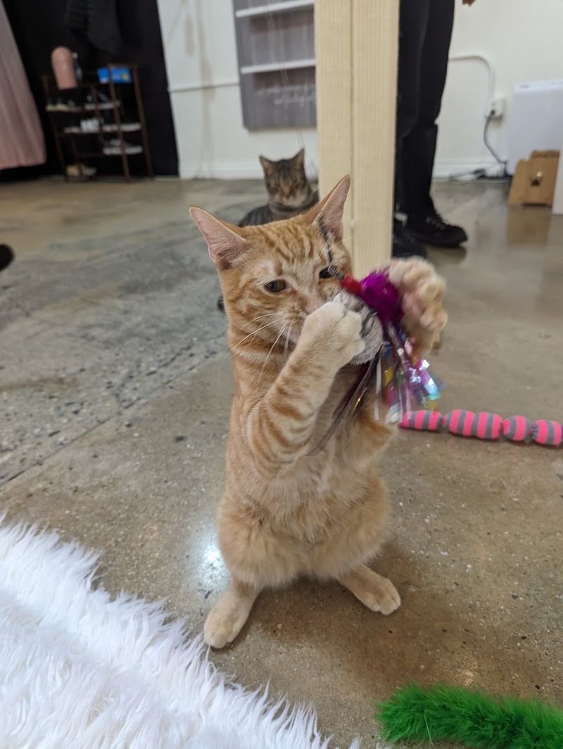 Happy, Well-Socialized Cats with Big Personalities