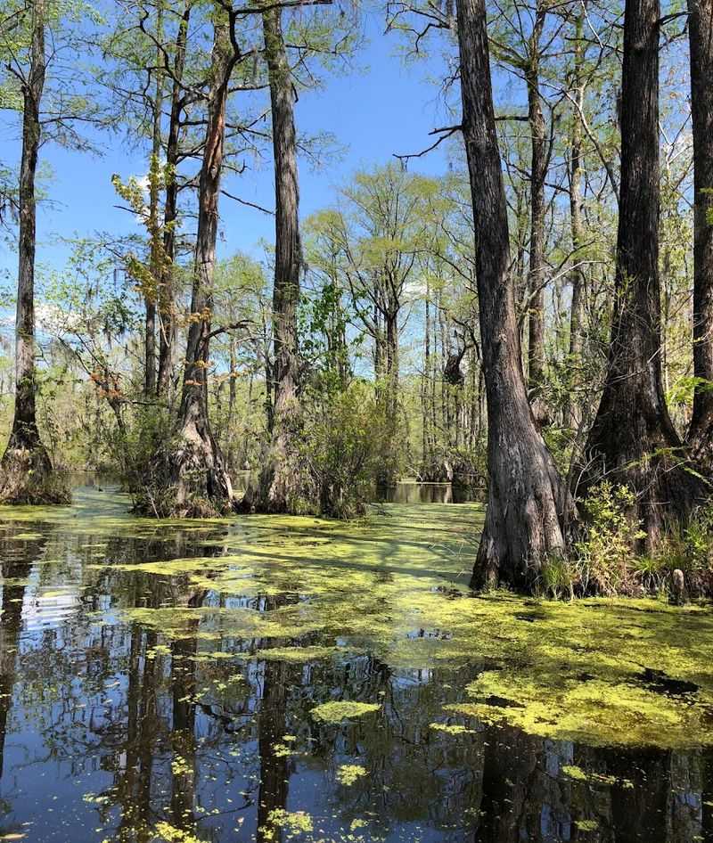 Merchants Millpond State Park - Gatesville, North Carolina