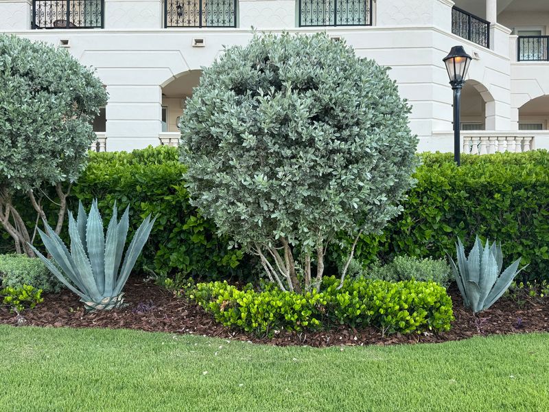 Heat-Tolerant Shrubs That Keep Florida Yards Looking Lush 11 Silver Buttonwood