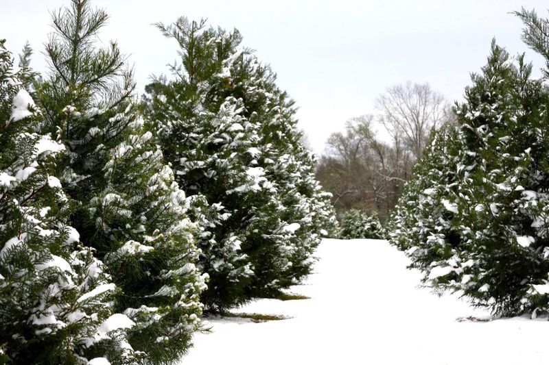 Green Giant Arborvitae (Thuja standishii x plicata)