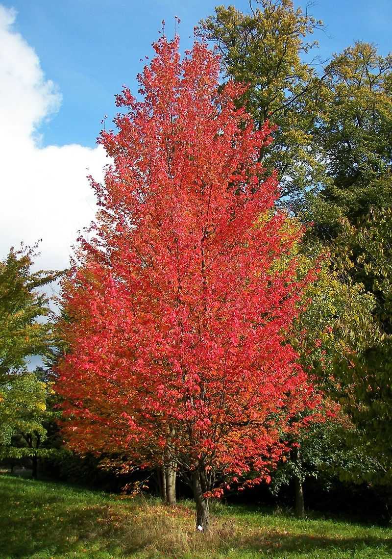 Native Florida Plants That Practically Take Care of Themselves 22 Red maple