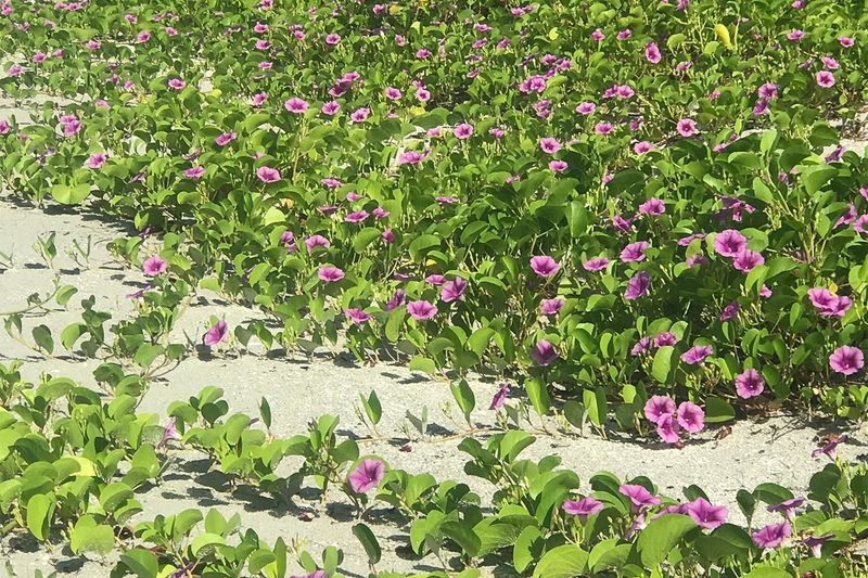 Plants That Thrive in Florida’s Coastal Soil and Salty Air 4 Railroad Vine