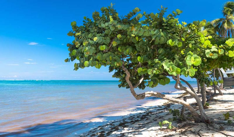 Plants That Grow Well in Florida’s Sandy Soil Without Extra Effort 17 Sea grape