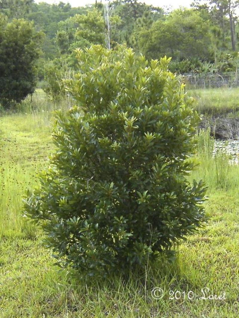 Wax myrtle