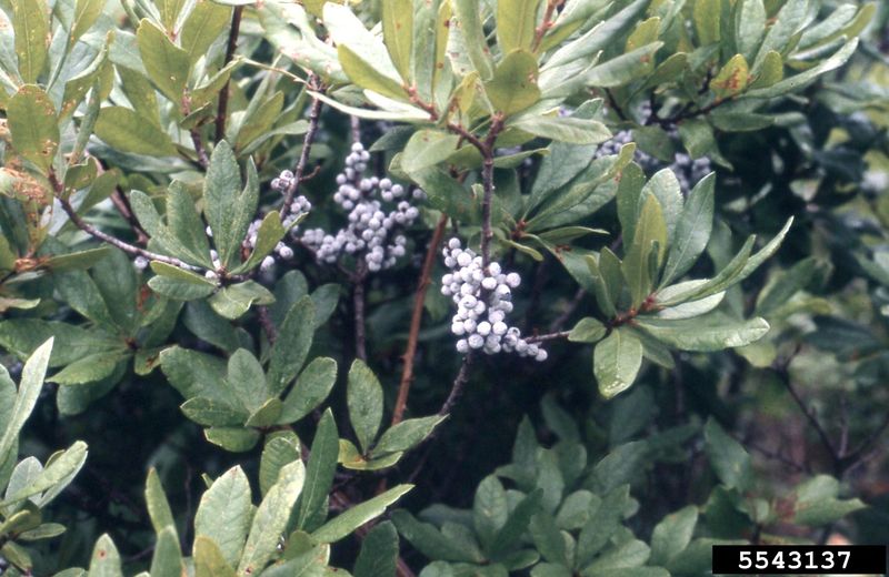 Wax Myrtle