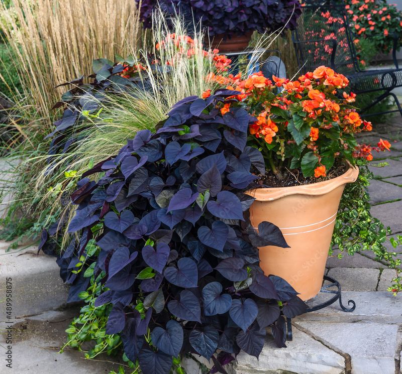 Sweet potato vine