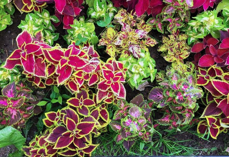 Coleus