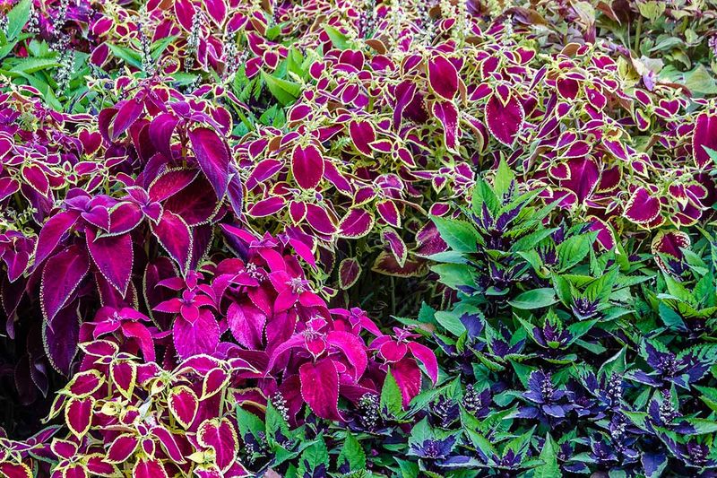 Coleus