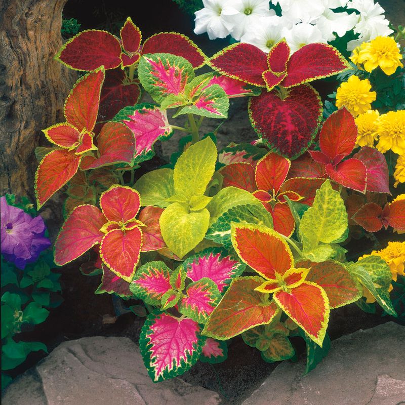 Coleus