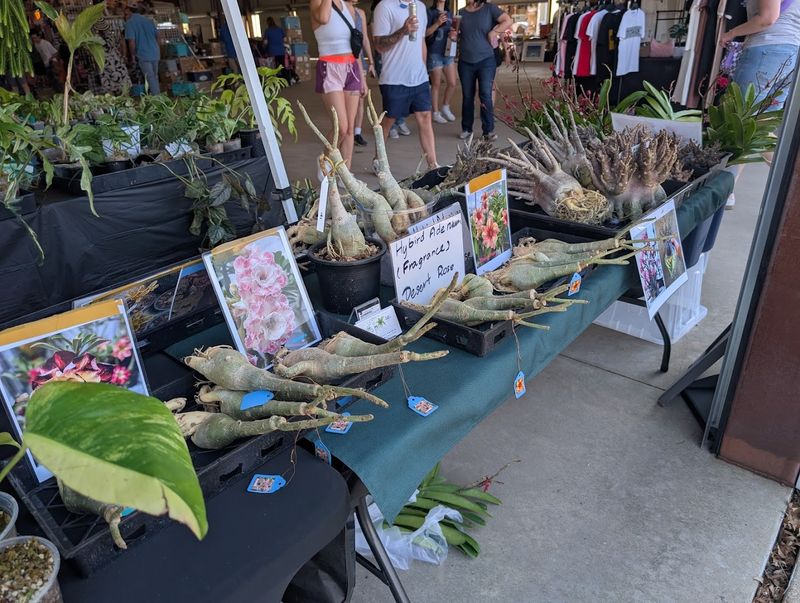 Live Plants and Garden Finds at Wallet-Friendly Prices