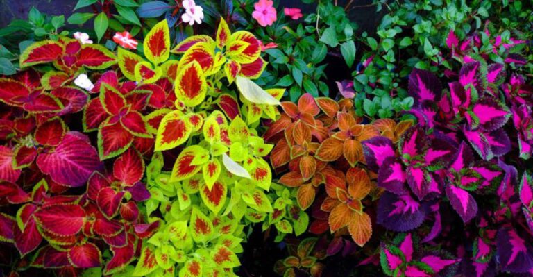 Colorful Plants That Make Florida Front Yards Look Brighter and Fuller