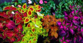 Colorful Plants That Make Florida Front Yards Look Brighter and Fuller