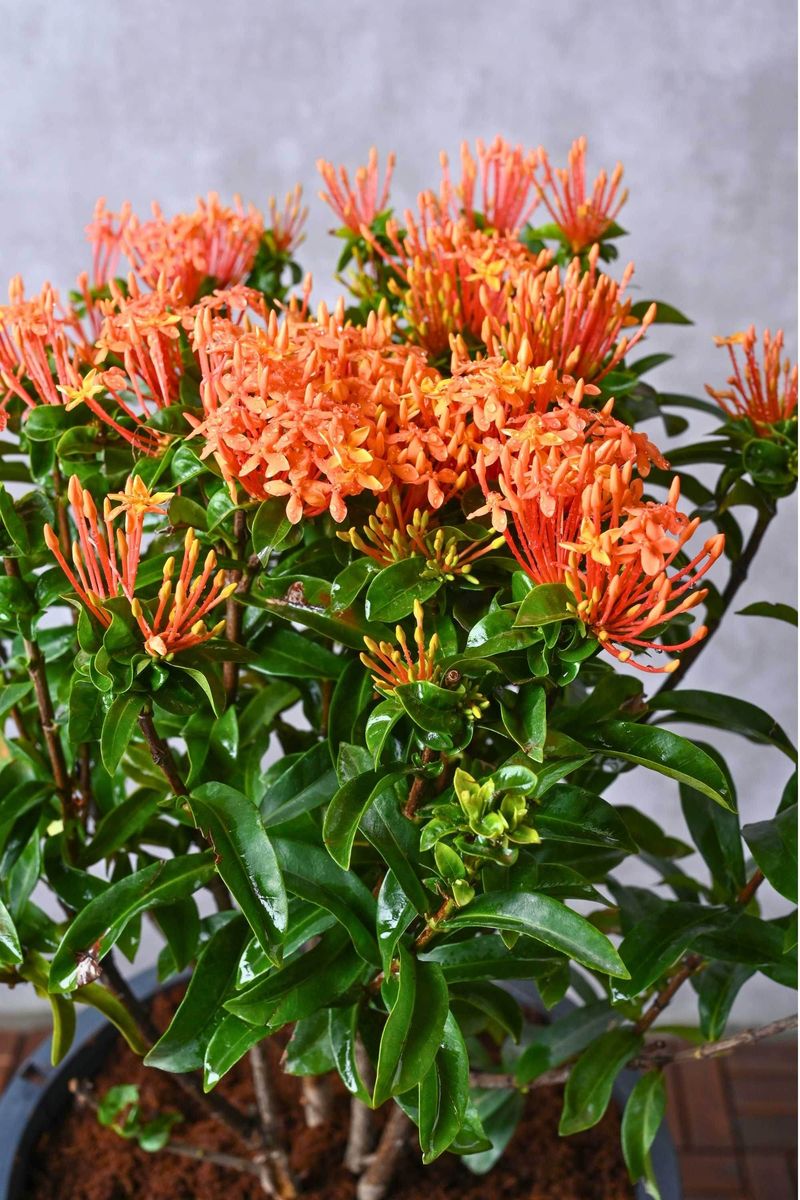 Compact Plants That Fit Perfectly Into Small Florida Garden Spaces 2 Dwarf Ixora