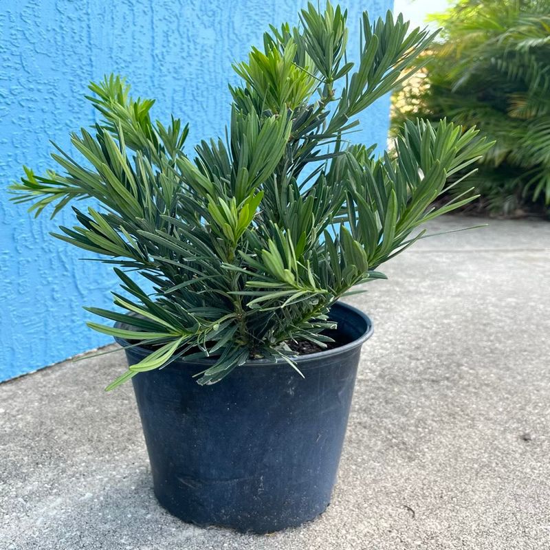 Compact podocarpus