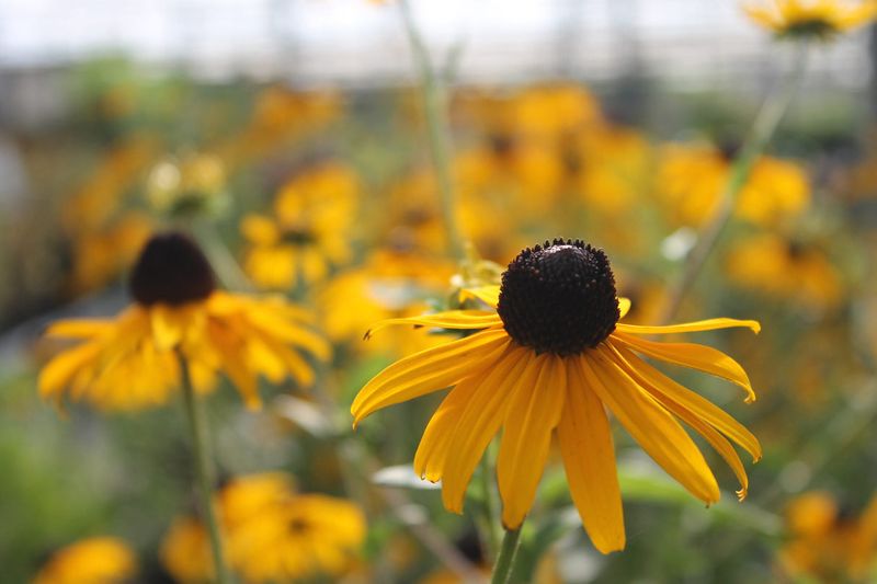 Black-Eyed Susan
