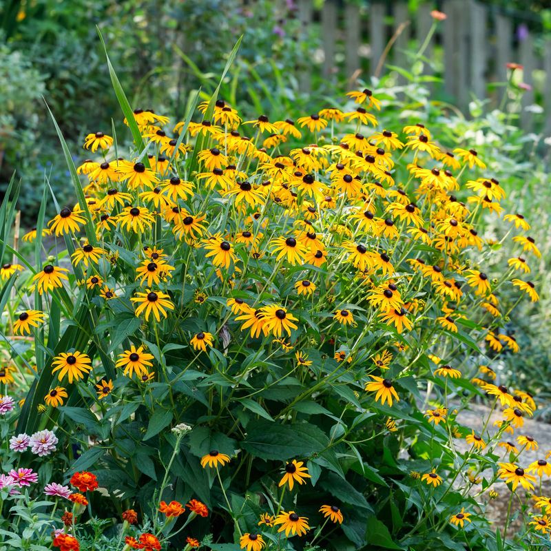 Black-eyed Susan
