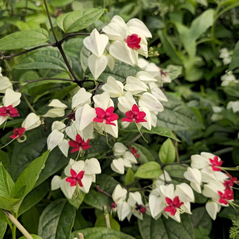 Bleeding Heart Vine (Clerodendrum thomsoniae)