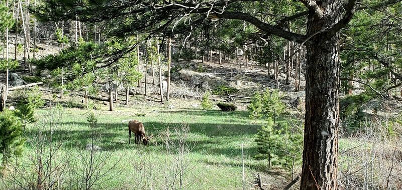 Wildlife You Might Spot Along the Way