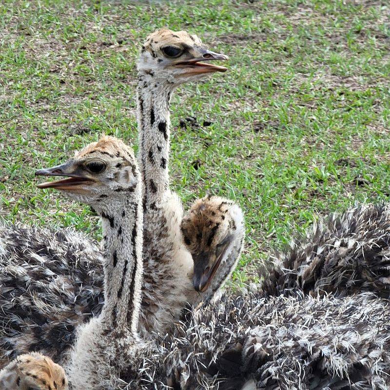 This Small Giraffe Ranch In Florida Is A Unique Way To See African Animals 10 Perfect for Special Occasions and Gifts
