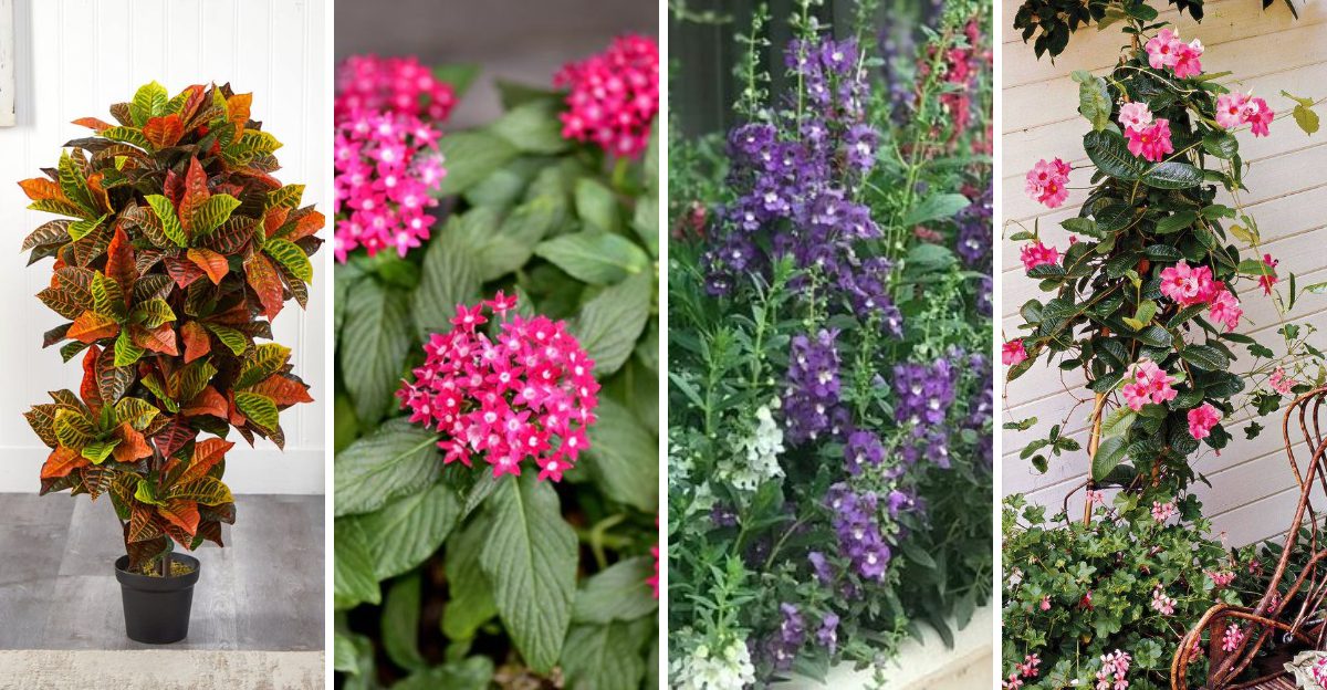 Container Plants That Thrive on Florida Patios and Balconies