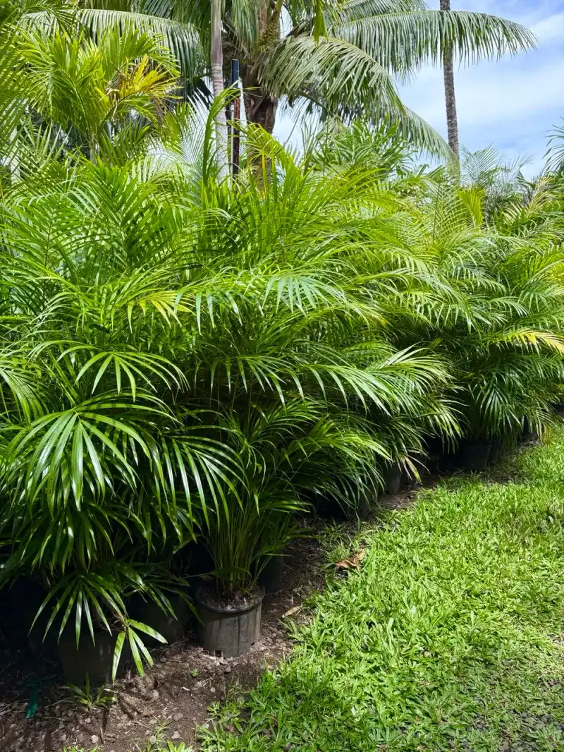 Areca Palm