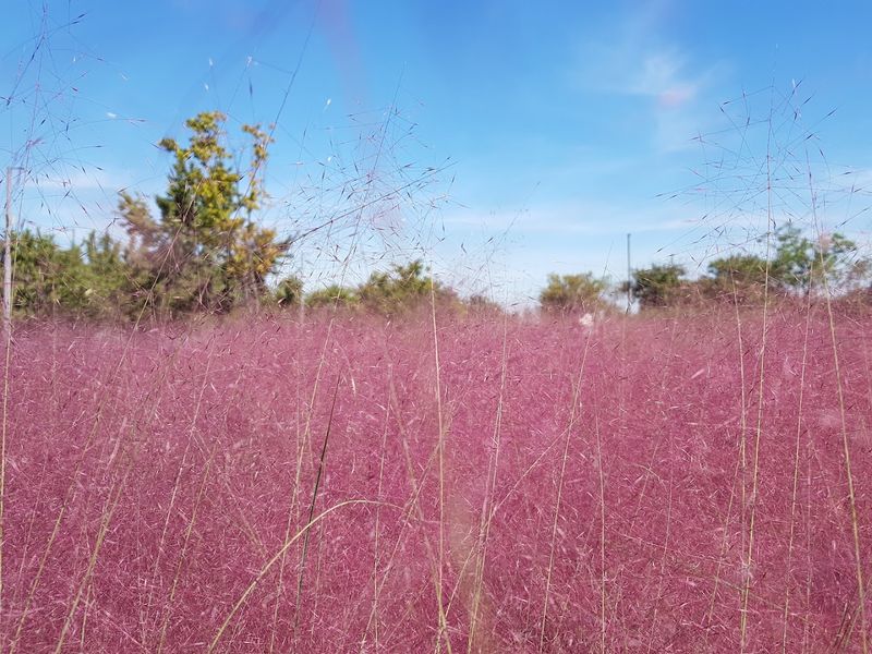 Muhly grass