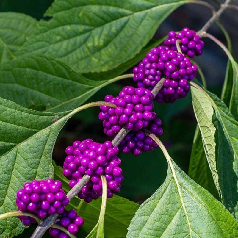 Native Florida Plants That Practically Take Care of Themselves 3 Beautyberry