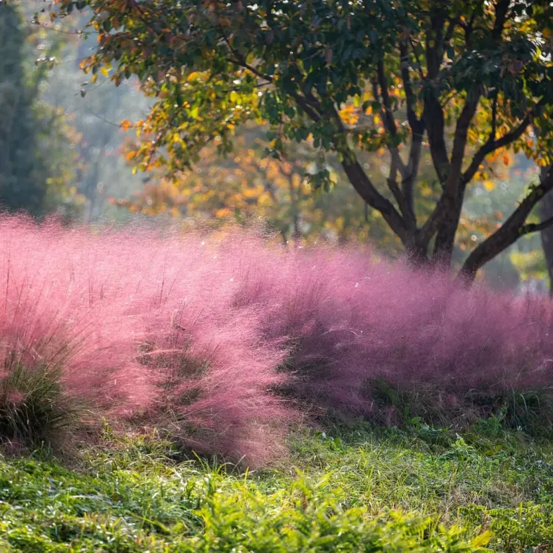 Muhly Grass