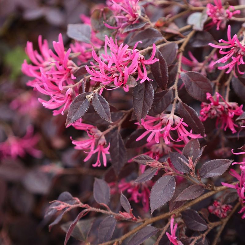Compact Plants That Fit Perfectly Into Small Florida Garden Spaces 6 Dwarf Loropetalum