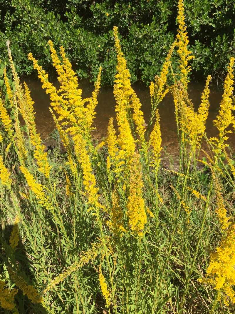 Plants That Thrive in Florida’s Coastal Soil and Salty Air 17 Seaside Goldenrod