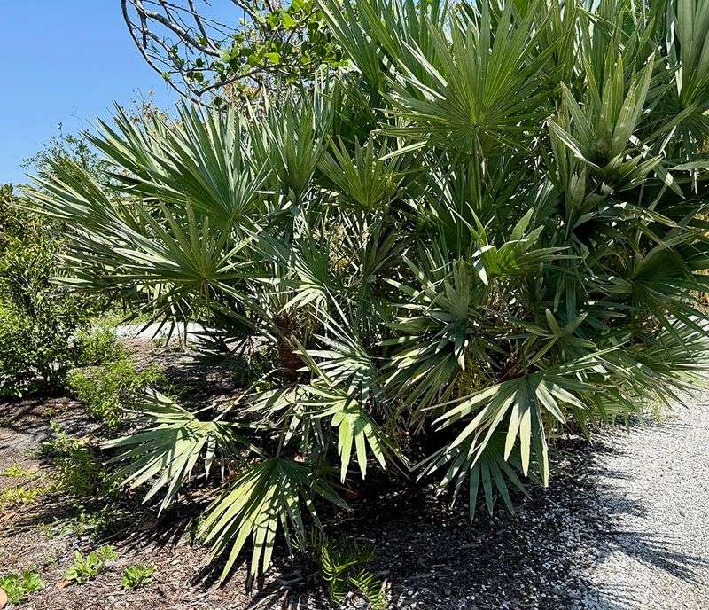 Plants That Grow Well in Florida’s Sandy Soil Without Extra Effort 7 Saw palmetto
