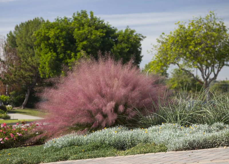 Muhly grass