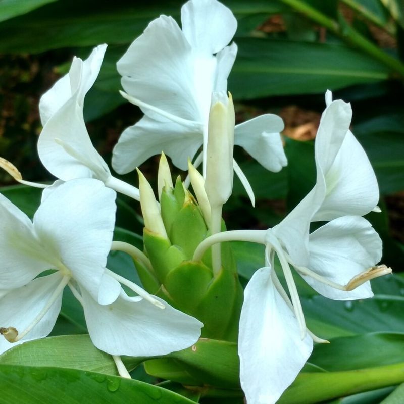 Ginger Lily (Hedychium coronarium)