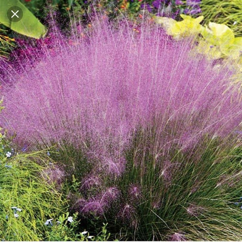 Muhly Grass (Muhlenbergia capillaris)