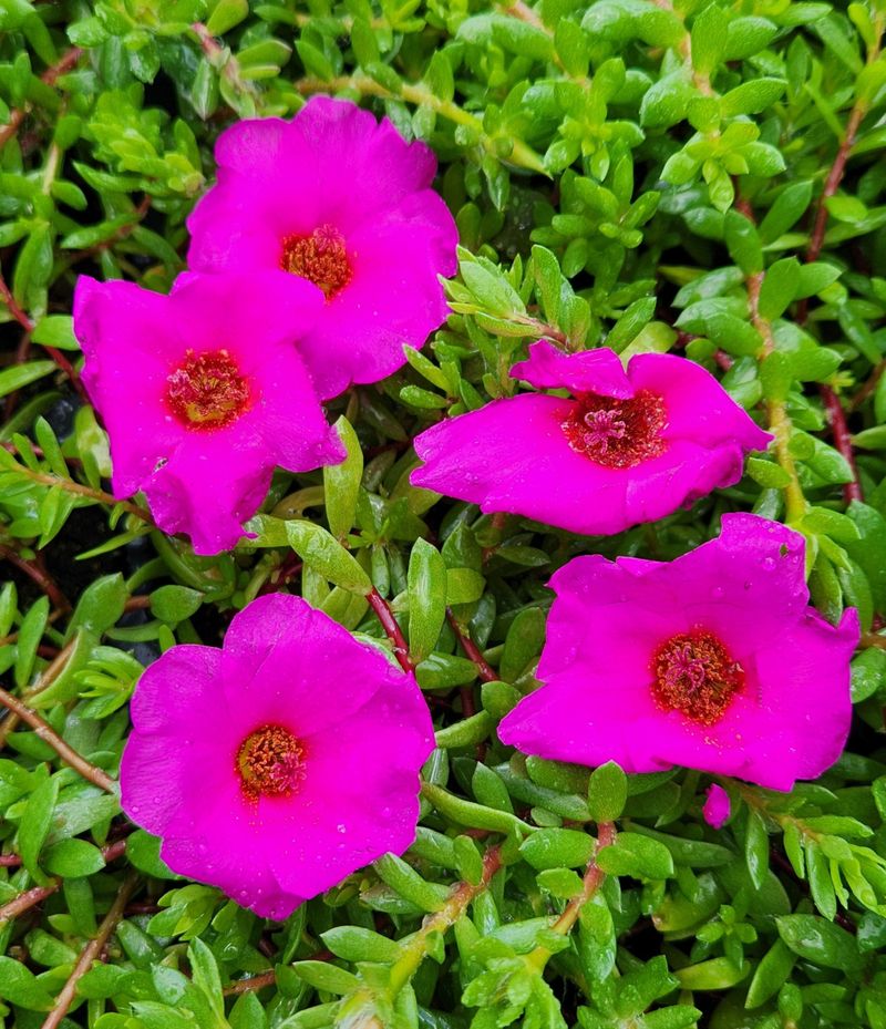 Portulaca (Moss Rose)