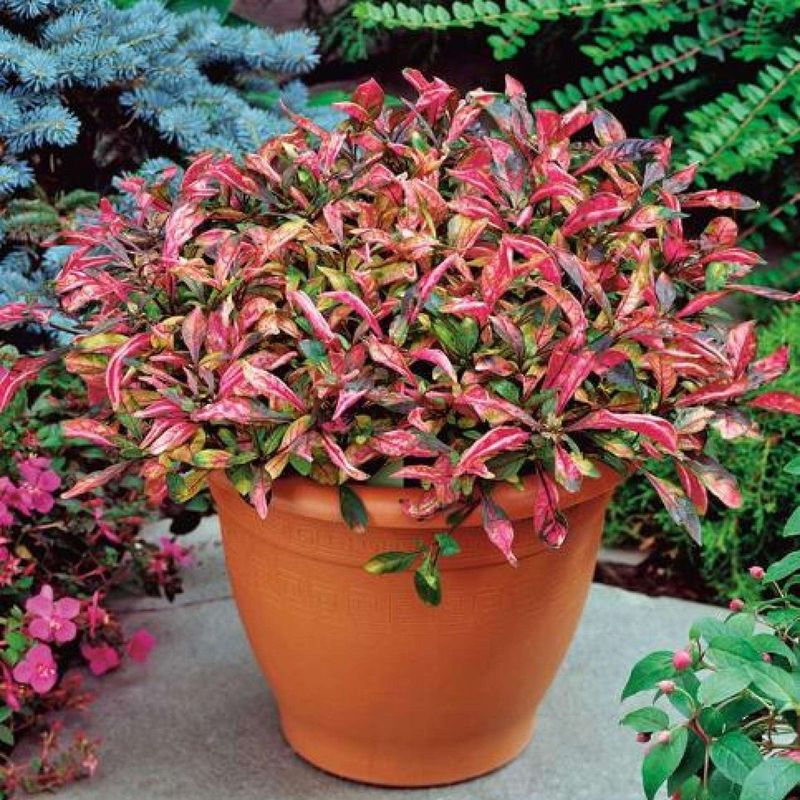 Foliage Plants That Bring Bold Color to Florida Gardens Year-Round 10 Joseph's Coat