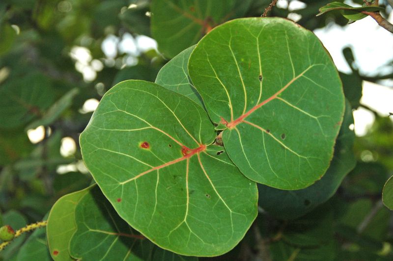 Sea Grape (Coccoloba uvifera)