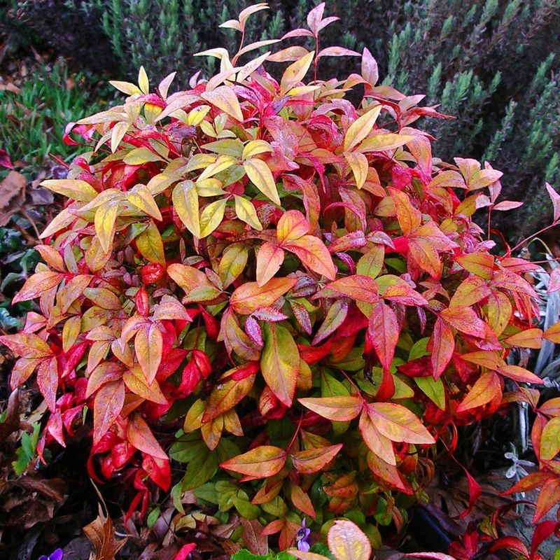 Compact Plants That Fit Perfectly Into Small Florida Garden Spaces 17 Nandina