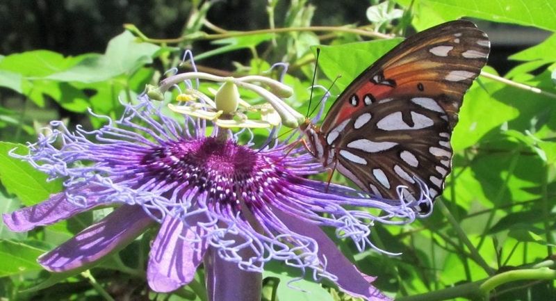 Florida Plants That Bring Butterflies and Bees Into Your Garden Naturally 22 Passionflower