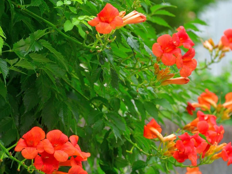 Trumpet Vine (Campsis radicans)