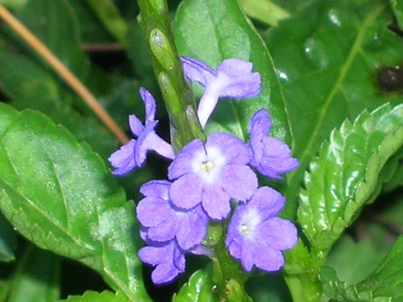 Blue Porterweed (Stachytarpheta jamaicensis)