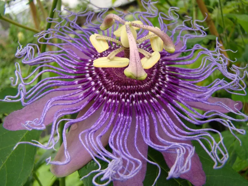 Flowering Vines That Climb Beautifully in Florida Heat 7 Passionflower
